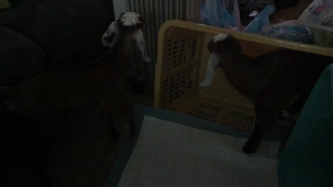 Baby goats in the house