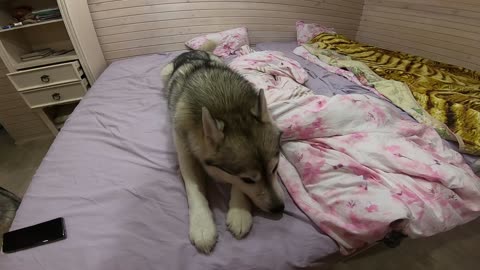 Very arrogant Husky, covered up on the bed and decided to spin like a tornado
