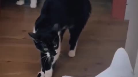 Cat prank cats are afraid of fake cat