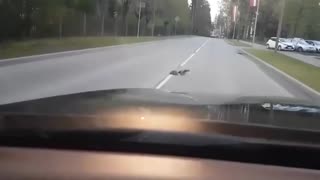 Crow helps hedgehog cross the road