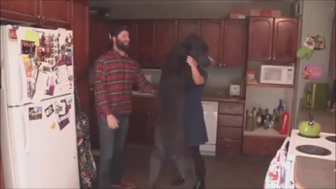 the biggest dog in the world