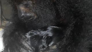 Howler Monkey Sees First Puppy