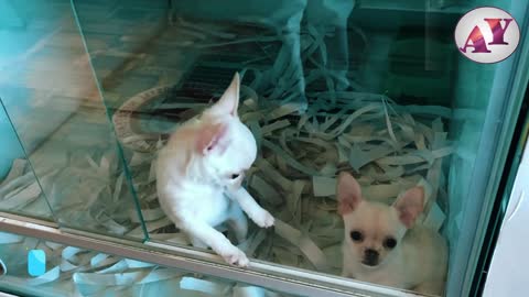 Two cute puppies trying to slide through the glass door.