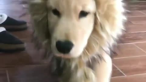 Hairy Dog Geting Hair Cut To Look Like a Lion