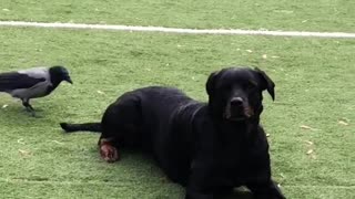 Fearless Crow Decides To Bully Rottweiler