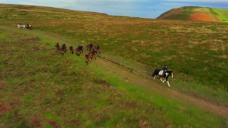 Wild Exmoor Ponies on North Hill, Selworthy Beacon