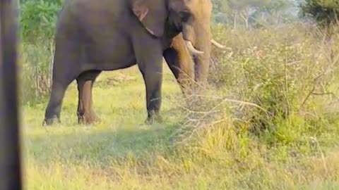 We went on a trip to Africa and found the largest elephant in the world