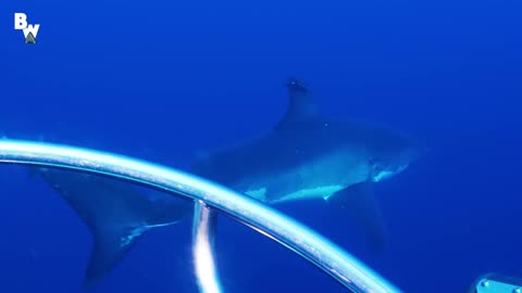 ❤Great White Shark🦈Submarine Explores the Kill Zone🦈