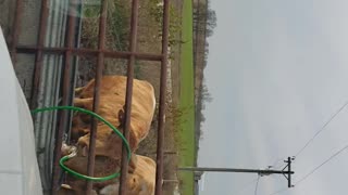 Mu cows find the bubbler
