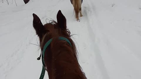 Horse riding in the forest