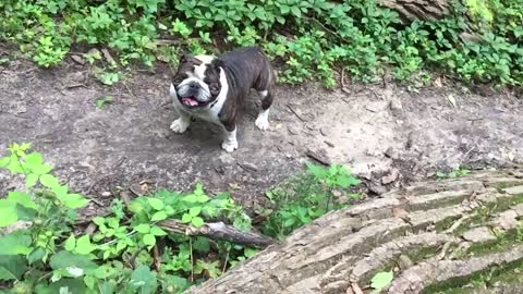 Bulldog jumps up on massive log like a bully goat