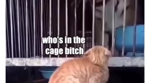 Cats bravest moments