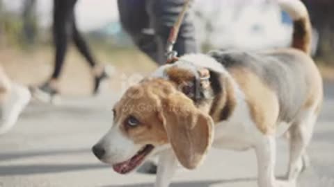 doge kick the skateboard