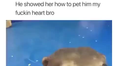 Otter demands to be pet