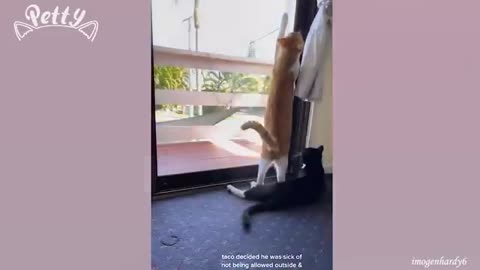 Try not to laugh with these cat but's it is 99o/o impossibal funniest cat vidoe