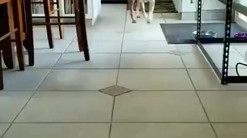 Dog dance