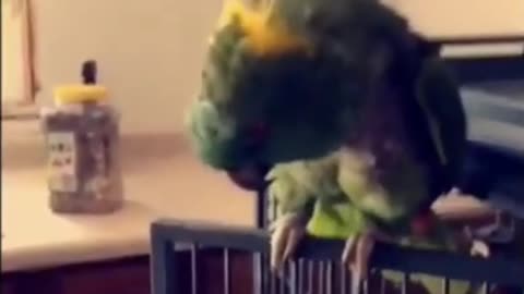 The parrot says hey baby