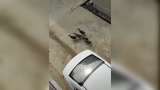 Viral: Cute Ducks Wait For Quacking Neighbours Every Day