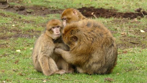 How a monkey parenting to her child