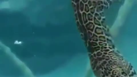 What happens when a leopard dives for food?