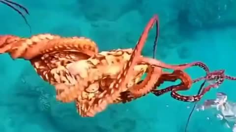 Circus octopus