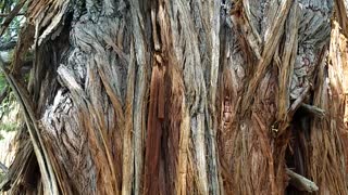 Beautiful Tree in the Tahoe National Forest