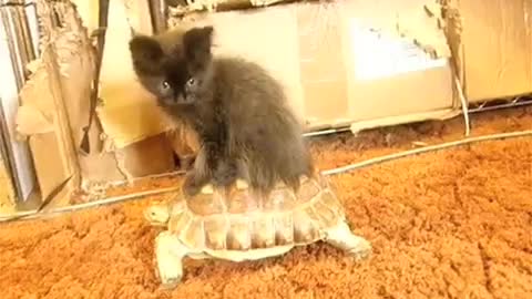 Kitten Riding a Tortoise 2.0