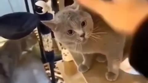 Cat carrzyy 🐱🐱🐱 Video