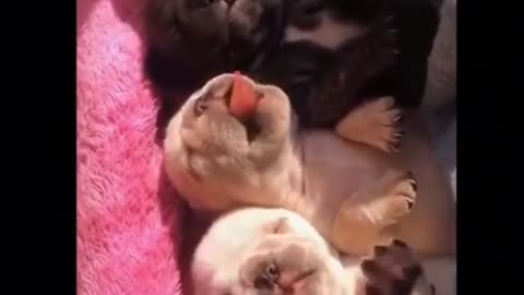 Baby Pets ❤️ Cute and Funny