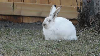 Fluff is having lunch.