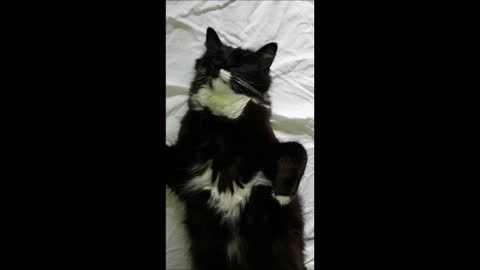 Cat sleeping in funny position