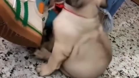 pug playing | dog trying to open cage ||
