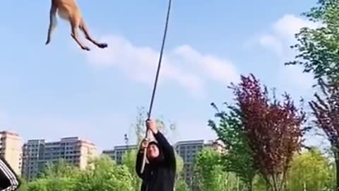 Belgian Shepherd Dog Training--The Best Malinois Dog Jumping and Climbing