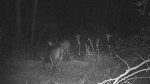 7 and 8 point PA bucks hanging out together