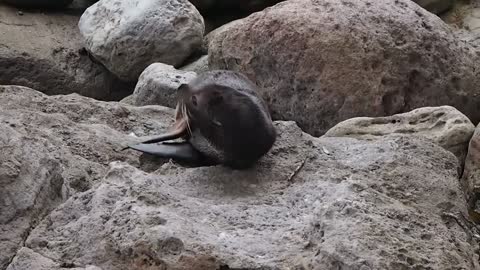 Baby seal scratching its back on the rocks