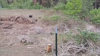 Clearing brush with the kubota