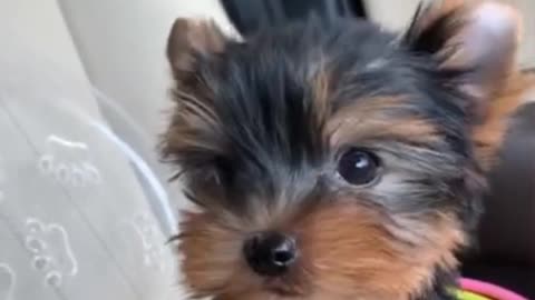 My Yorkie puppy get confused why i'm taking his video