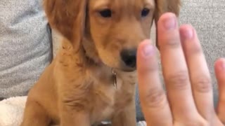 Asking for a high-five with this puppy will go terrible wrong