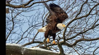 Bald Eagles, Huron, OH, December 25, 2020 - January 15, 2021