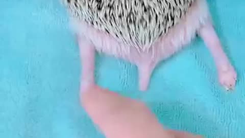 Baby hedgehog growing up 🦔