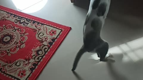 funny game of two cats