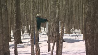 Inside Making Maple Syrup with Kris Winkelman