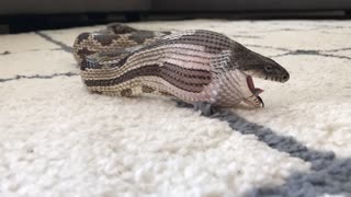 Eastern Rat Snake Swallows Chicken Egg