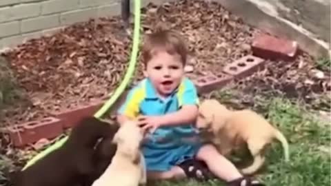 Pets having fun with a small child