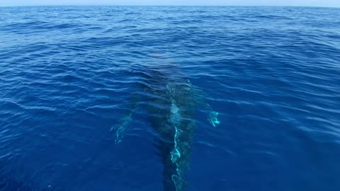 Humpback Whales Mugging Near Boat