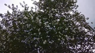 apple tree blossoms in spring