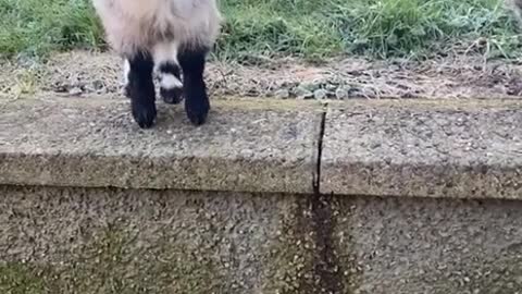 Northern Irish pet goat Rosie and her cat friend get on so well 🐐😂