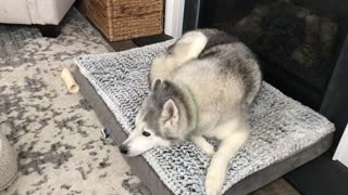 Stubborn Husky Lets Mom Know What He Thinks Of His New Bed