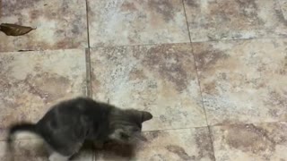 Kitten Chasing leaves for the First Time