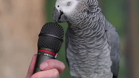 Parrot talking Smart Parrot, animals , Funny Parrot Vid , Pets Island